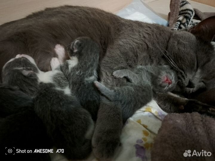 Котята отдам в добрые руки бесплатно