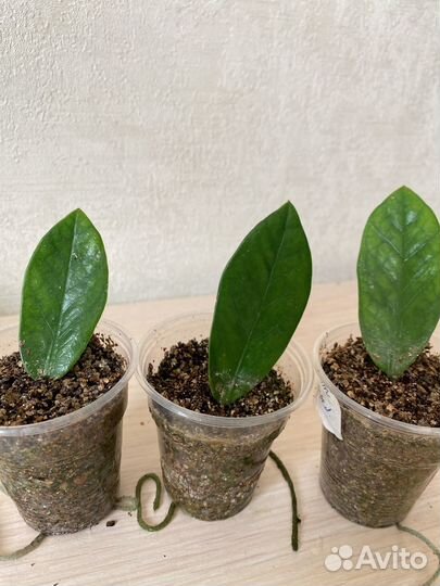 Замиркулькас вариегатный, Шорт Лив