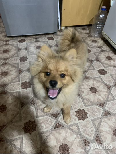 Щенки немецкого шпица