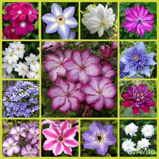 Коллекция миниатюрных мышиных хост