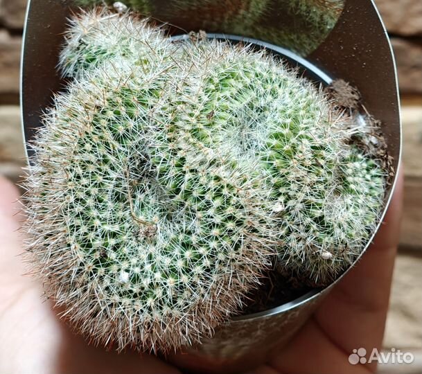 Кактусы