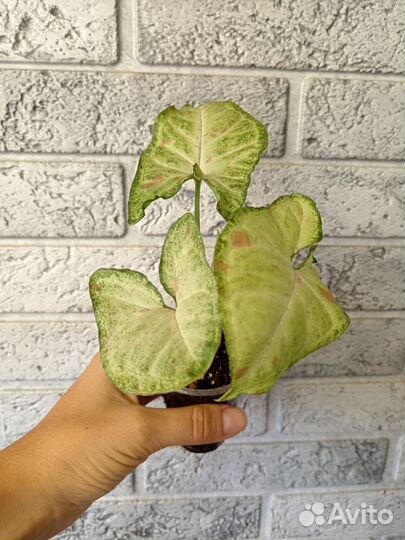 Сингониум Жаде и Конфетти