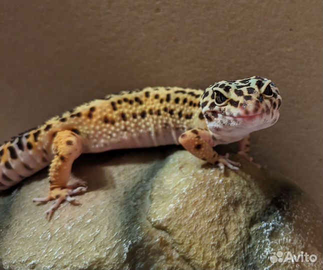 Пятнистый эублефар Normal (от Black Night cross)