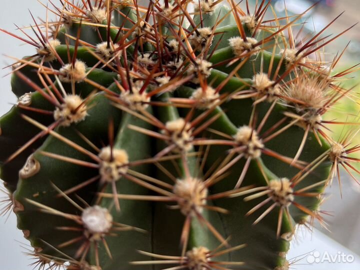 Кактус 20 лет