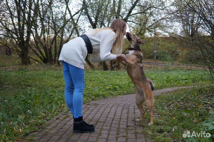 Кинолог +выгул собак