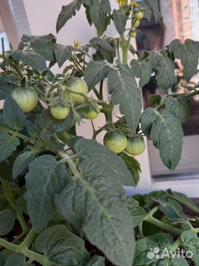 Рассада помидор 