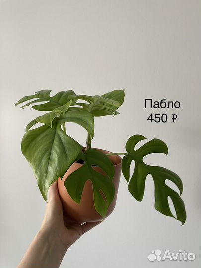 Рафидофора тетрасперма