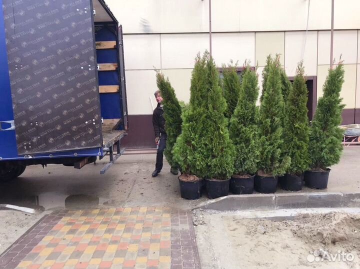 Туя Смарагд