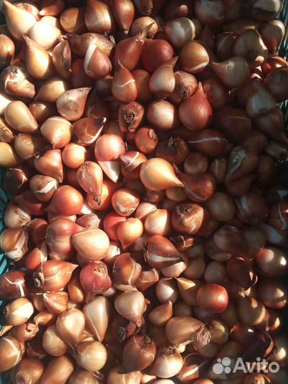 Луковицы голландских тюльпанов