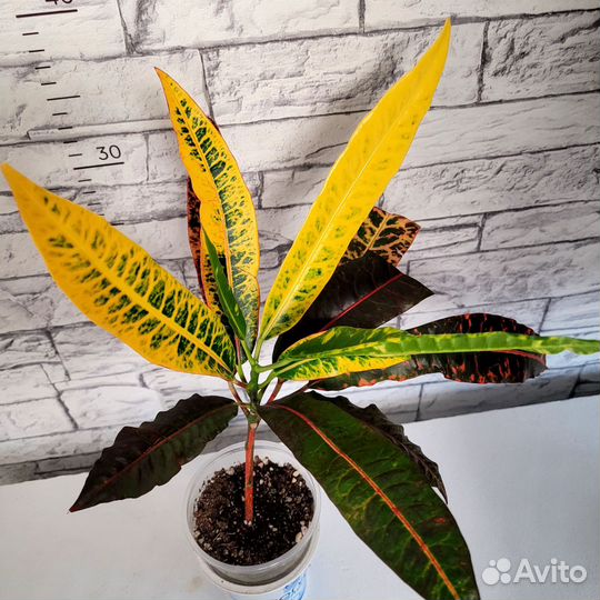 Кротоны сортовые