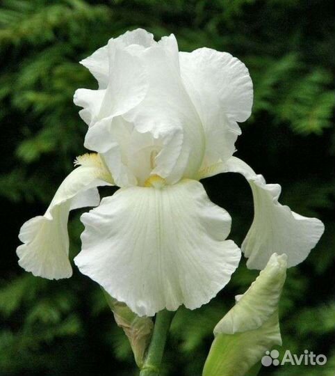 Ирисы Сортовые Бородатые