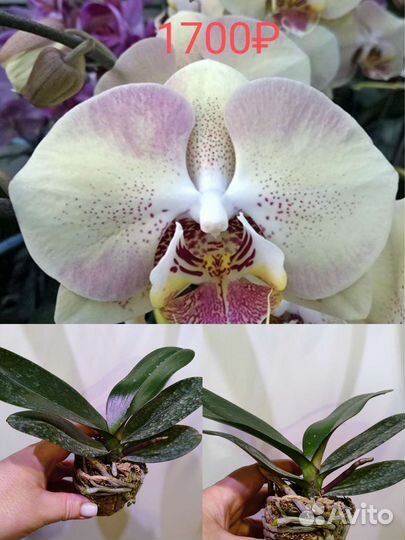 Орхидея Микс, комнатные растения