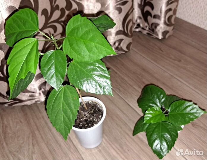 Хлорофитум, Гибискус, цветы Валлота