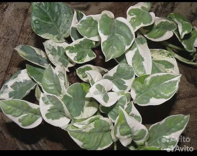 Эпипремнумы (сциндапсусы) разные, Монстера альба