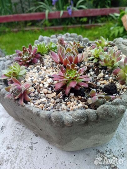 Флорариум суккуленты