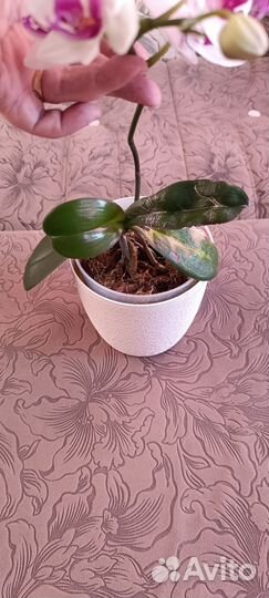 Орхидея фаленопсис