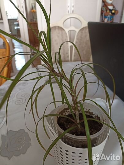 Драцена Кордилина