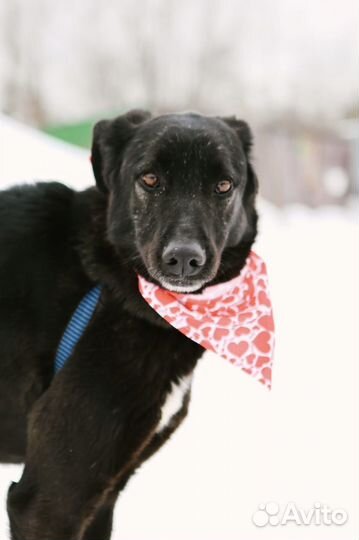 Собака в добрые руки Моника