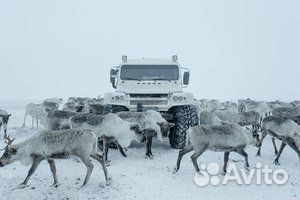 Водитель - Охранник на трэкола в чоп