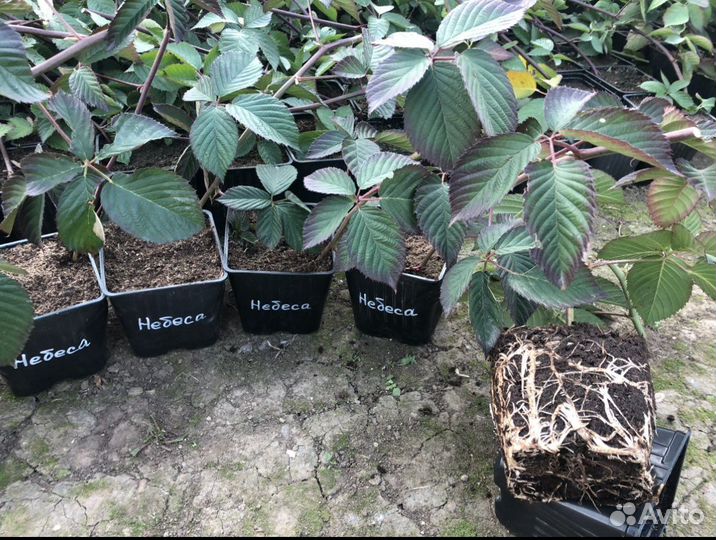 Небеса могут подождать Ежевика бесшипная саженцы