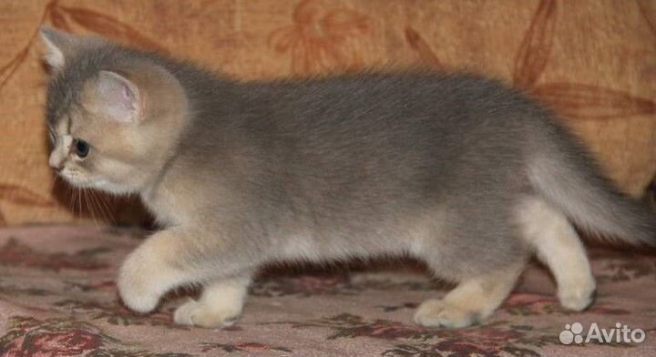 Британские котята Голубое золото Кошечка Дина