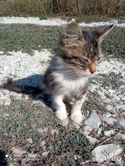 Кошечка, в добрые и ответственные руки