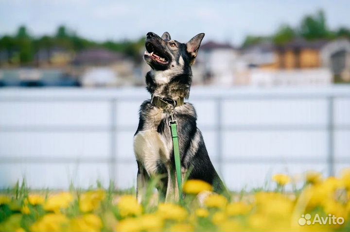 Немецкая овчарка из приюта бесплатно в добрые руки