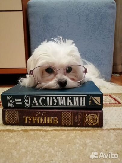 Кинолог. Дрессировщик