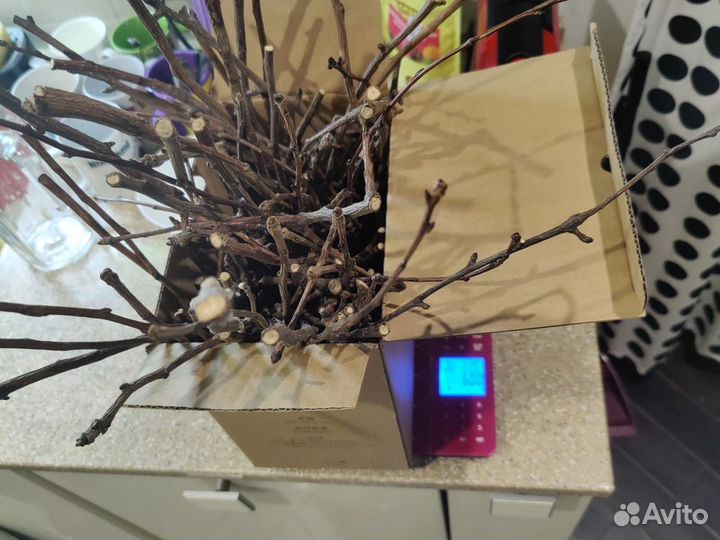 Ветки яблони