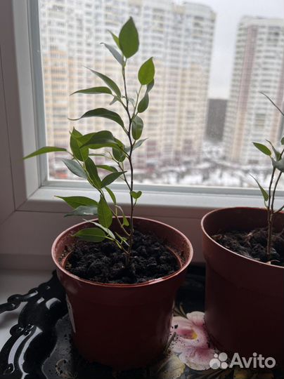 Комнатные растения цветы