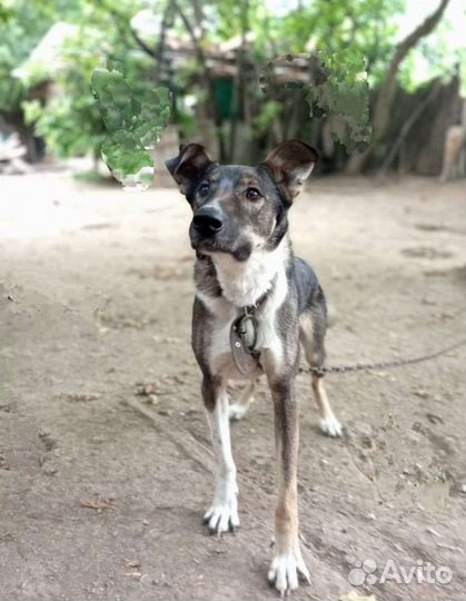 Яр ищет дом