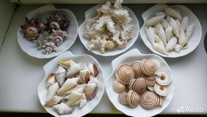 Морские раковины