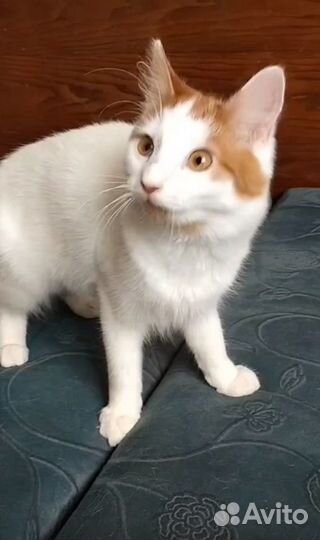 Мотя. Котенок девочка в добрые руки