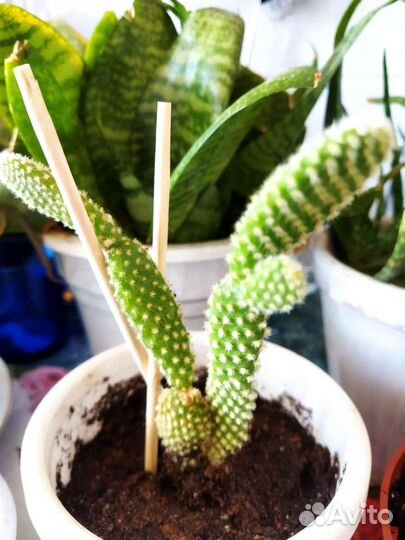 Кактус сансивьерия алое денежное дерево суккуленты