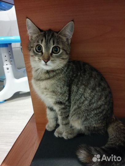 Кошечка в добрые руки