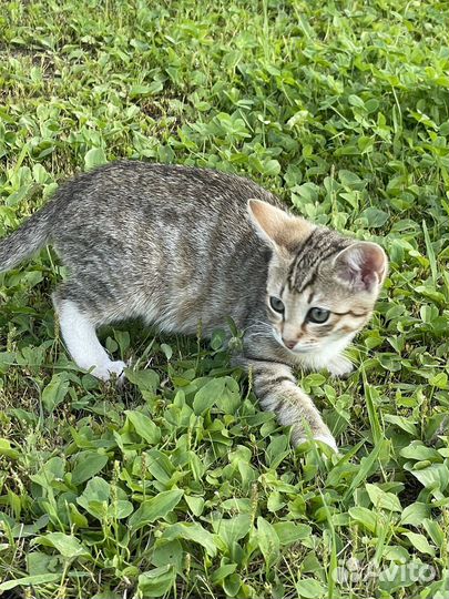 Котята в добрые руки бесплатно девочка