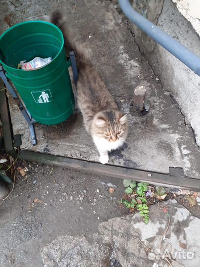 Кошка ищет дом