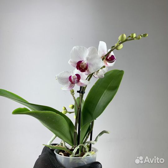 Орхидея фаленопсис