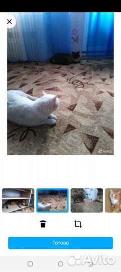 Передержка животных - домашняя зооняня