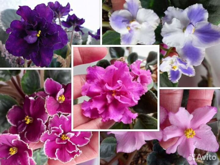 Фиалка срез листа 5 сортов за 100