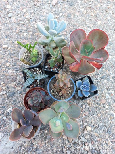 Суккуленты: наборы 1000-1500