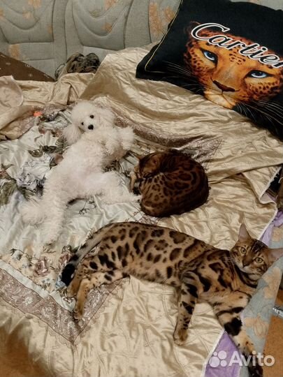 Бенгальский кот