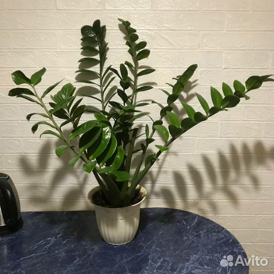 Замиокулькас