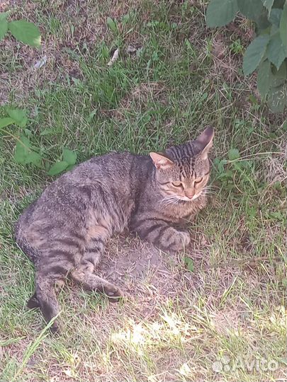 Кошка в дар бесплатно