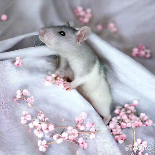 Крысята Дамбо малыши. Крыса Дамбо девочка. Крысята