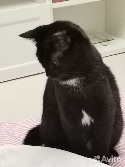 Кошечка милая Тучка