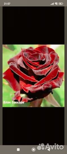 Саженцы роз