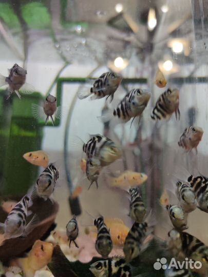 Сапфировый попугай, Чернополосая цихлазома