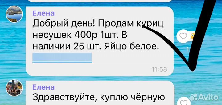 Куры несушки