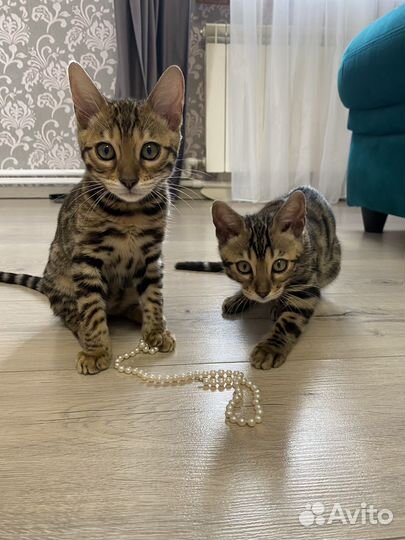 Бенгальские котята